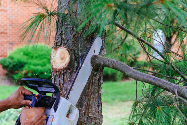 New Fairview, TX Tree Removal Company